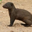 Common dwarf mongoose