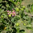 Flora of Oaxaca