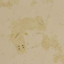 Animals described in 1924