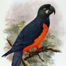 Endemic fauna of Martinique