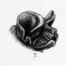 Mammals described in 1805