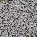 Fungi described in 1921