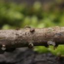 Fungi described in 1970