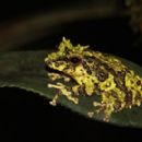 Taxa named by Edward Frederick Kelaart
