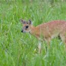Sharpe's grysbok
