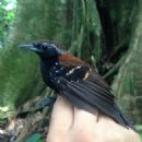 Taxa named by Daniel F. Lane