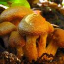Fungi described in 1987
