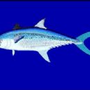 Taxa by Japanese author