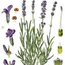 Lavandula angustifolia
