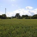 Marks Tey Brickpit