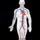 Circulatory system