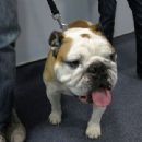 Jack the Bulldog