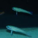 Taxa named by Douglass F. Hoese
