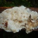 Taxa named by Derek Reid