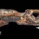 Triassic tetrapods of Africa