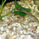 Taxa named by Felipe Poey