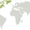 Flora of Greenland