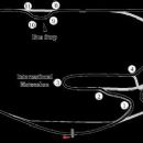Grand-Am races