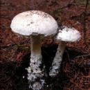 Fungi described in 1969