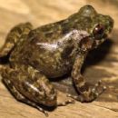 Taxa named by Charles W. Linkem