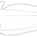 Taxa named by Christopher David Paulin