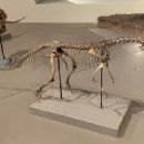 Triassic Tanzania