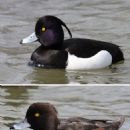 Tufted duck