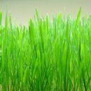 Nowruz