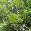 Taxa named by David John de Laubenfels