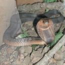 Wadjet