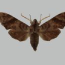 Endemic fauna of Sichuan
