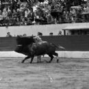 Paco Camino
