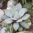 Flora of Chihuahua (state)