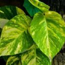 Endemic flora of the Society Islands