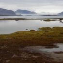 Birds of Norway