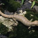 Taxa named by Clarence John "Jack" McCoy