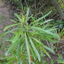 Taxa named by Barbara G. Briggs