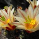 Flora of Baja California Sur
