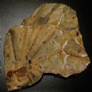 Triassic tetrapods of Asia
