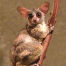 Senegal bushbaby
