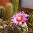 Flora of Tamaulipas