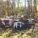 Animal breeds originating in Norway