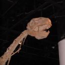 Fossil taxa described in 1984