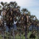 Flora of Morelos