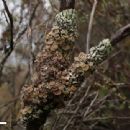 Taxa named by David Galloway (botanist)