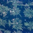 World forestry