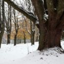 Cross country running courses in Washington (state)