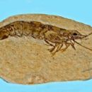 Mesozoic Lebanon