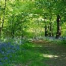 Forests and woodlands of the West Midlands (county)