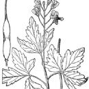 Taxa named by Alphonso Wood